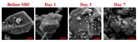 Materials Free Full Text Osteogenic Potential Of Magnesium Mg