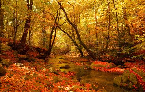 Wallpaper Autumn Forest Stream Fall Autumn Colors