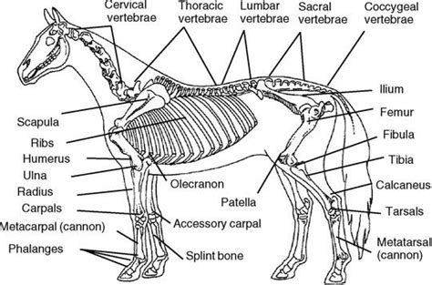 Equine rear leg bones and function the horse leg anatomy in the rear includes the bones of the pelvis the ilium ischium and pubic bones femur tibia fibula metatarsus and the phalanxes. I am going to be a horse vet when I get older,so this is ...