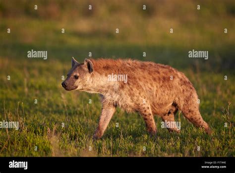 Spotted Hyena Spotted Hyaena Crocuta Crocuta Ngorongoro