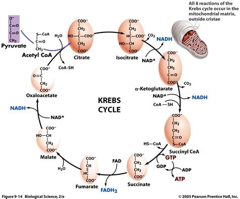 Krebs Cycle Aka Citric Acid Cycle Or TCA Tricarboxylic Cycle