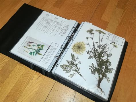 Pin Auf Herbarium