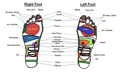 Foot Massage Chart Reflexology Charts Holistic Massage In