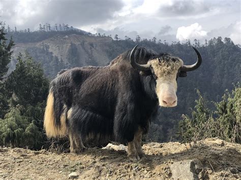 Animals In Bhutan Sail In Bhutan