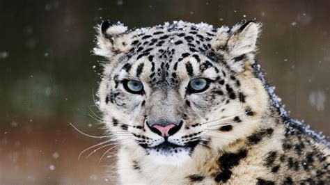 Snow Leopard Image Id 286303 Image Abyss