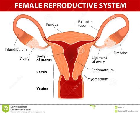 Diagram Of Female Parts Sistemas Del Cuerpo Humano Sistemas Del