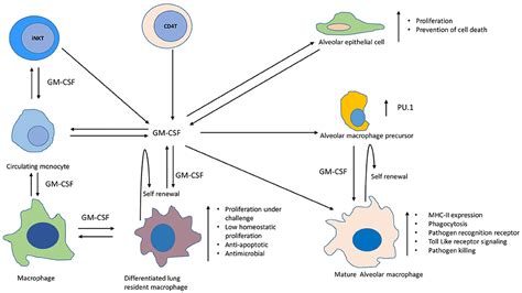 Frontiers Gm Csf Dependent Differential Control Of Mycobacterium