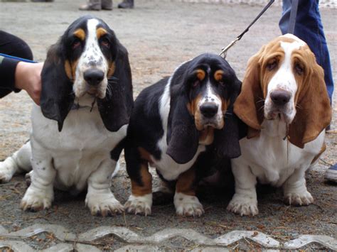 File Basset Hound Puppies X 
