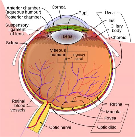Labeled Eye Diagram Science Trends
