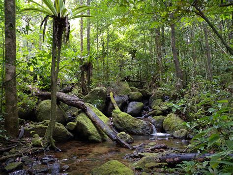 Dans Les Forêts Des Basses Terres De Madagascar Une Précieuse