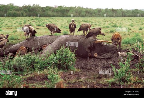 Dead Elephant Carcass 2 Days After Death With Spotted Hyaena And Vultures Feeding Masai Mara