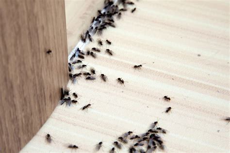Durch das haus gehen mehrere wasseradern, da ich aber nicht ruten gehen kann, weiss ich nicht, wo genau, aber es scheinen auch überkreuzte adern vorhanden zu sein. Was tun gegen Ameisen im Haus?