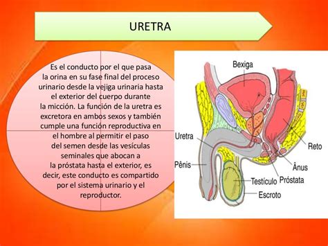 Aparato Reproductoaparato Reproductor Masculino Y Femenino