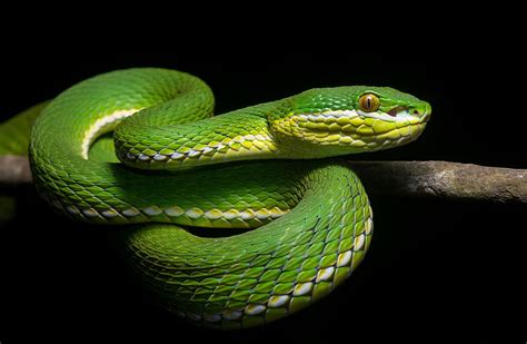 Hd Wallpaper Reptiles Snake Mamba Animals Black Scales One