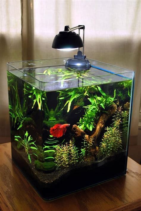 10 Gallon Fish Tank Stand Ideas For Your Aquarium Fish Aquariums