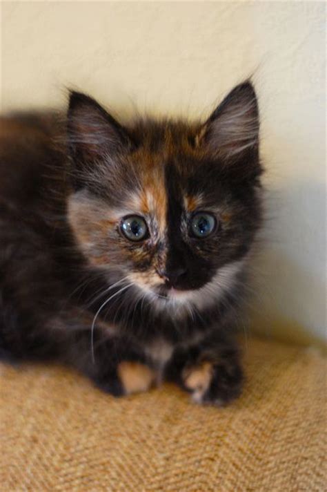 36 Best Images About Tortoiseshell Cats On Pinterest