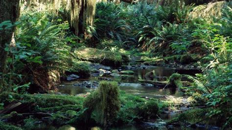 Free Download Green Landscapes Trees Jungle Forest Rainforest Wallpaper