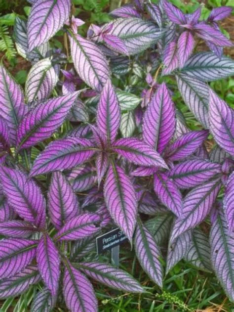 Some Interesting List Of Plant With Purple And Green Leaves Grower Today