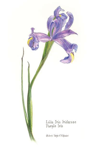 Botanical Illustration Botanical Illustration Iris Drawing Iris