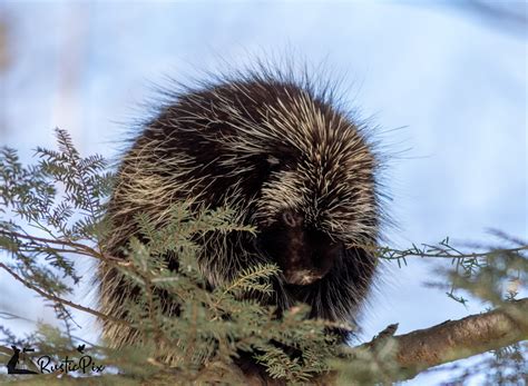 A Winter Hike And Wildlife Looking For Porcupines Rusticpix