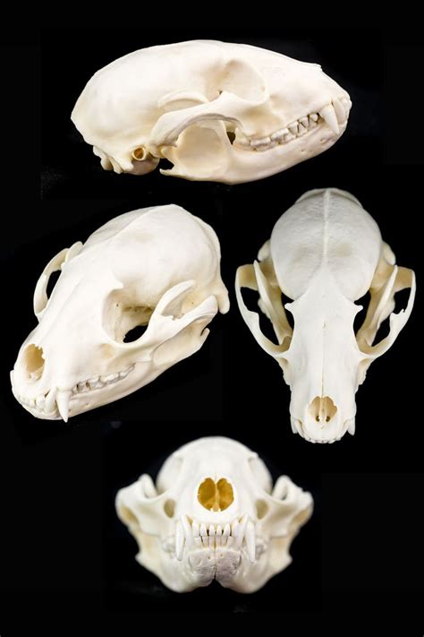 Raccoon Skull Raccoon Skull Dog Skull Animal Bones