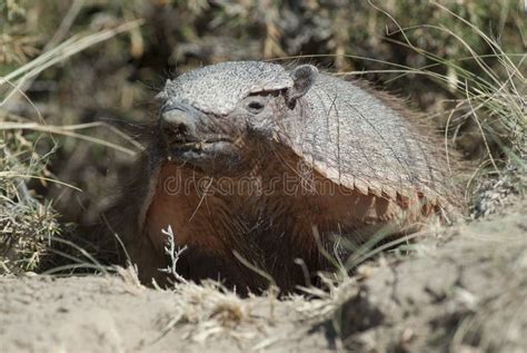 Hairy Armadillo In Desert Environment Stock Photo Image Of Breastplate Hairy
