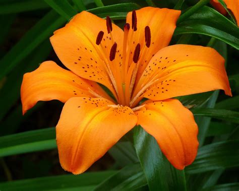 Tiger Lily Tiger Lily Flowers Orange Lily Flower Lily Flower
