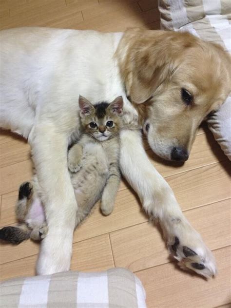 145 Best Dogs And Cats Together Images On Pinterest