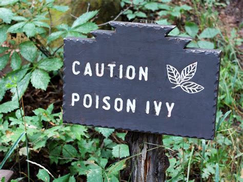 What Does Poison Ivy Rash Look Like Symptoms To Know Self 欧宝体育在线登录