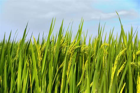 Rice Plant In Rice Field Stock Photo Image Of Hoian 59223070