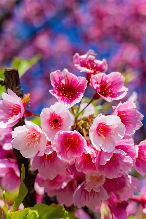 Sunny View Of Cherry Blossom In Yangmingshan National Park Stock Image