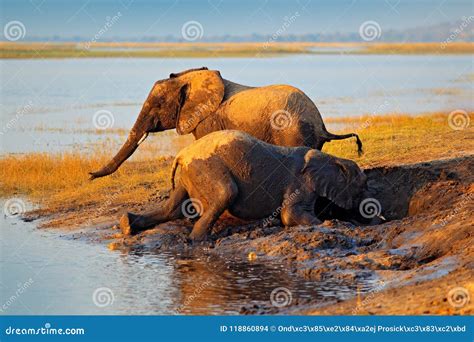 Elephant Playing In Muddy Water African Elephants Drinking At A