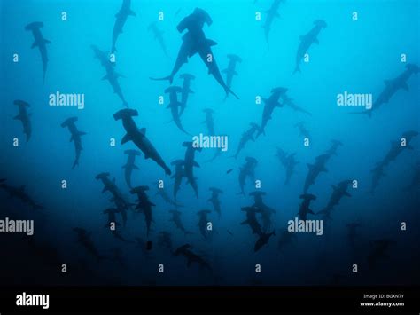 Silhouettes Of Scalloped Hammerhead Sharks Sphyrna Lewini Schooling