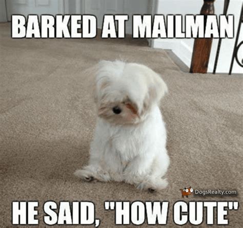 100 Pawsitively Pawsome Dog Memes Page 4 Of 4