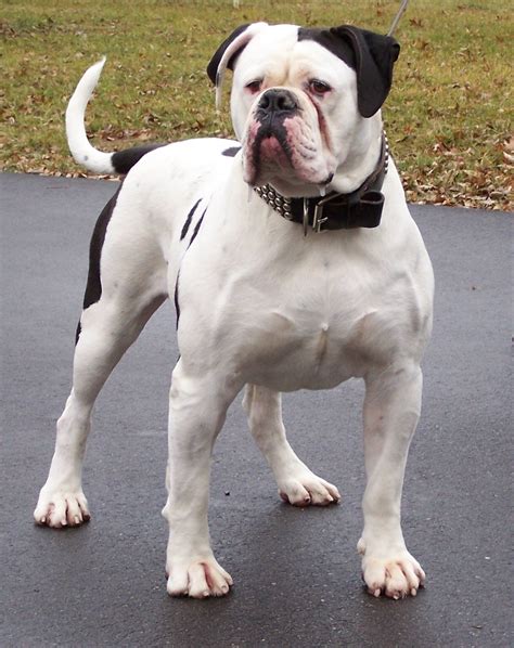 Cute American Bulldog Photo And Wallpaper Beautiful Cute American