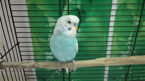 3 Hours Of Parakeet Sounds For Lonely Budgies Youtube