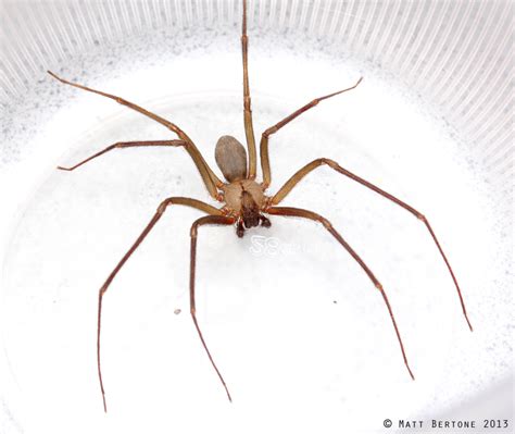 Brown Recluse Spiderbytes