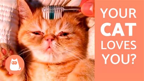 10 Signs That Your Cat Loves You Youtube