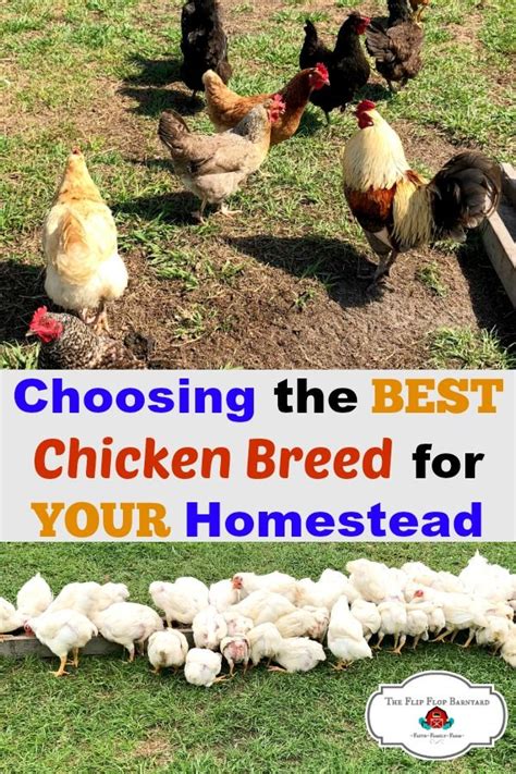 choosing the best chicken breed for your homestead chicken breeds raising backyard chickens
