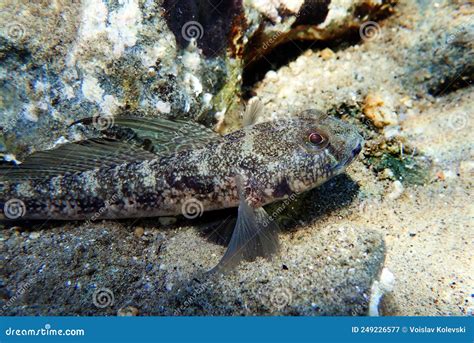 The Black Mediterranean Goby Fish Gobius Niger Stock Image Image Of