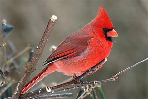Cardinal Ohio Birds Red Robin Bird Bird Pictures