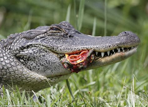 Hungry Alligator Gulps Down Two Whole Turtles In One Go