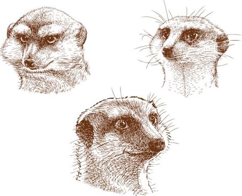 Royalty Free Mongoose Clip Art Vector Images And Illustrations Istock