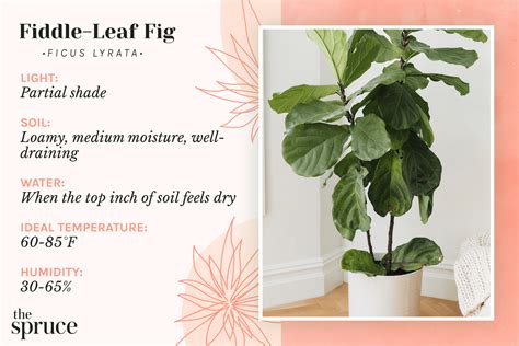 How To Grow And Care For The Fiddle Leaf Fig Tree 2023