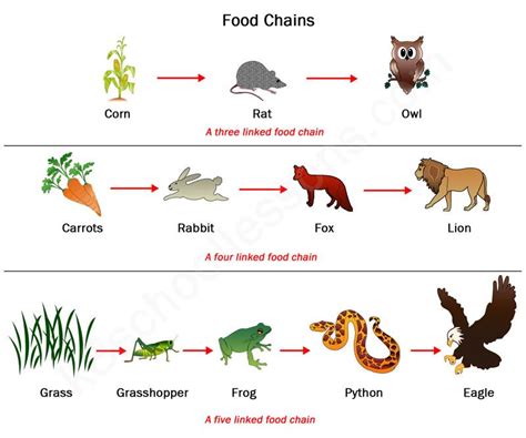 Mouse eats corn, the snake eats the mouse and the hawk eats the snake which row in the chart correctly identifies characteristics that can be associated with the members of this food chain? Food Chains and Food Webs | Examples of Food Chains and ...