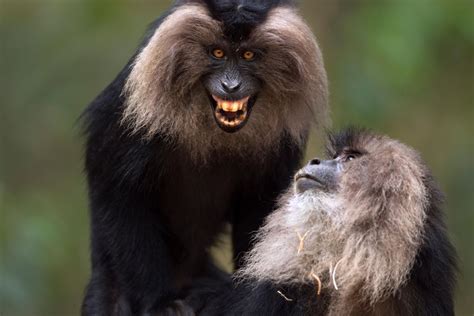 Lion Tailed Macaques Macaque Primates