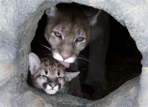The Eastern Puma Is Declared Officially Extinct Daily Mail Online