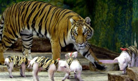 These Piglets Thought A Fully Grown Tiger Were Their