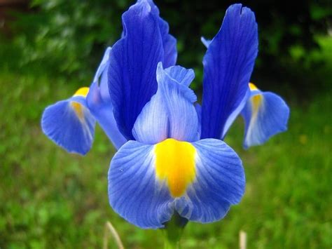 Github Dlopunya0920klasifikasi Bunga Iris Dengan Naive Bayes A11