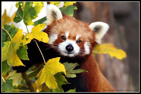 Red Panda Wallpapers Wallpaper Cave